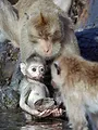 Caméras espions au coeur des océans