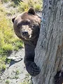 SOS Animaux Alaska