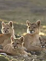 Dynasties animales