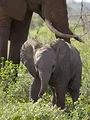 The Secret Life of Elephants
