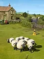 Shaun het Schaap S3 E3