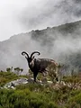 Chasses à sensations