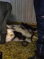 L'incroyable Dr Pol