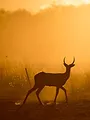 Le royaume sauvage