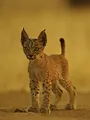 Chats et chiens sauvages