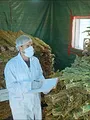 Maroc, le tournant du cannabis médical