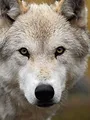 Land of the Lost Wolves