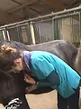 Au galop ! Une saison à cheval