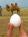 Achtung! Experiment