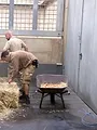 Seelöwe & Co. - tierisch beliebt