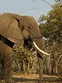 La rivière fantôme d'Afrique