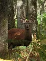 Un cerf dans la lunette