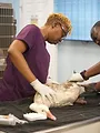 Critter Fixers : Vétos de choc