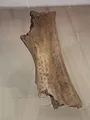 Decoding History's Prophecies