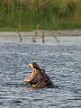 A la rencontre des hippopotames avec Steve Backshall