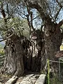 Chypre : Un jardin méditerranéen