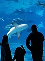Une saison à l'Aquarium