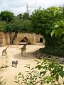 Zoo : le défi de demain