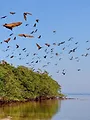 The Wonder of Animals