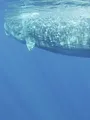 Les Açores sauvages