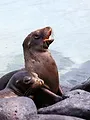 Les Galapagos
