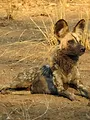 Sur la piste des chiens sauvages d'Afrique