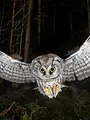 Forêts : le peuple de la nuit