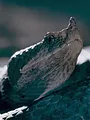 Le langage des animaux