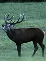 Cerfs & stratégies
