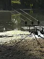Une amitié, de carpes en carpes