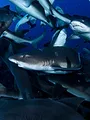 Les merveilles de l'Océanie