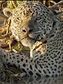 Au nom des jaguars