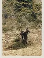L'ours