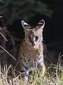 Afrique, terres de vie