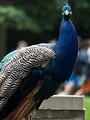 Au coeur du zoo de New York