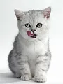 Hell's Cats