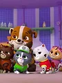 Paw Patrol S5 E1
