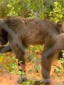 Das Waisenhaus für wilde Tiere