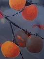 Noon, le pain de Téhéran