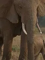 Kenya : au rythme des pluies