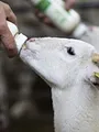 L'amour vu du pré