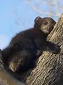 Destination Wild : USA