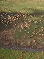 Migration sauvage