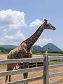 Une saison au zoo