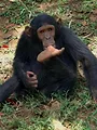 Zotte dieren