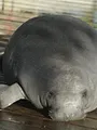 Au coeur du zoo : Tampa