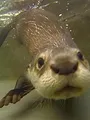 Hélène et les animaux