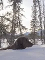 Alaska : nouvelle vie