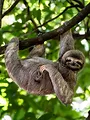 Une saison au zoo