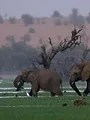Migration sauvage